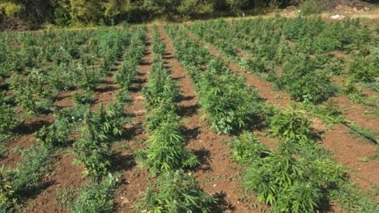 Otkrivena najveća plantaža marihuane u Crnoj Gori: Zaplijenjeno 13.100 sadnica, uhapšene dvije osobe