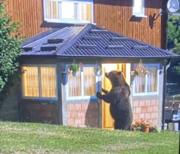 Nesvakidašnji prizor: Medvjed pokucao na vrata porodice Pepić