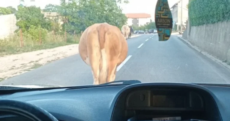 E, svašta: Krava izazvala saobraćajni kolaps na bh. putu