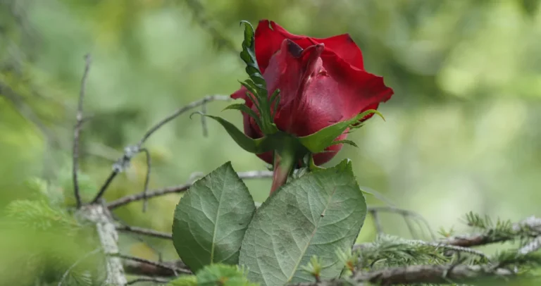 (FOTO) Na Korićanskim stijenama obilježena 33. godišnjica strijeljanja 224 logoraša