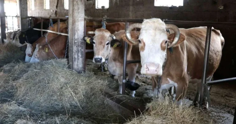 Hrvatska testirala preko 200 uzoraka na antraks: Evo koliko je pozitivno