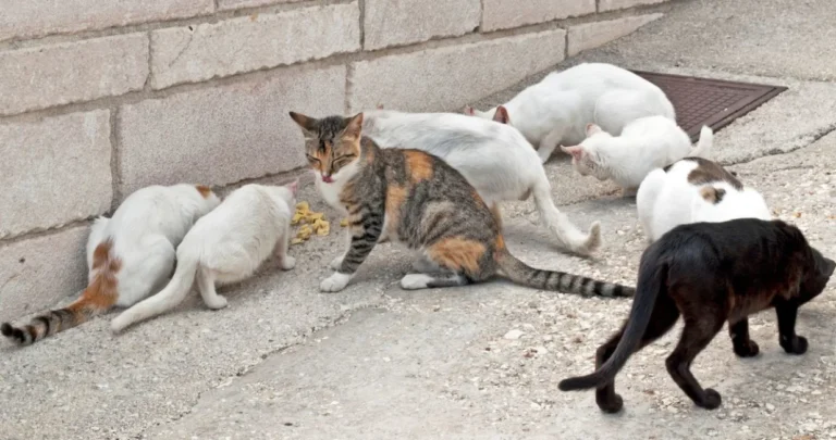 Grozan slučaj u bh. susjedstvu: Mačke nestaju, pronađene su otrovane – ko postavlja otrov?