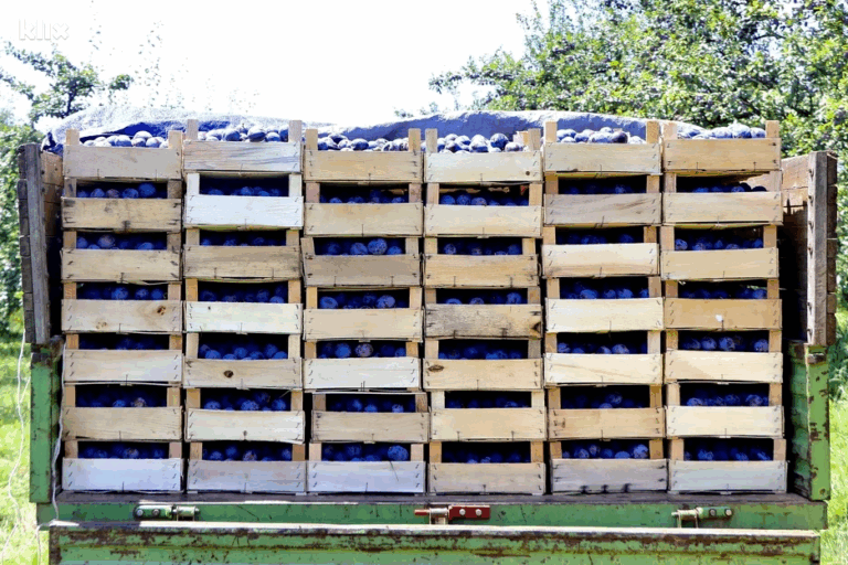 Mrazevi i kiše uništili rod voća u Potkozarju – šteta preko 700.000 KM