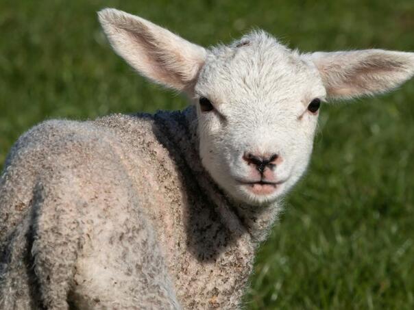 Neobična krađa u Gacku: Uhvaćen u krađi 28 jagnjadi