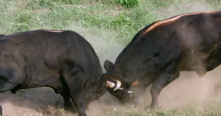 Ljubitelji bikova odgovorili Kajanu: Jeftini pokušaji političke promocije preko tragedije