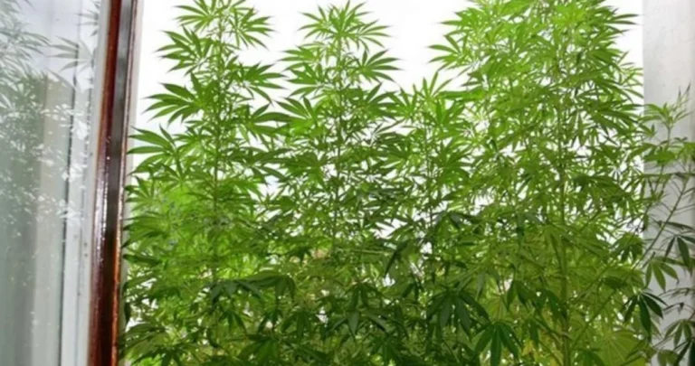 Uhvaćen “botaničar” u Sarajevu: U stanu mu pronašli 30 stabljika indijske konoplje