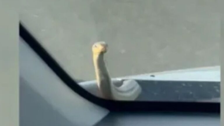 Zmija izašla iz haube u toku vožnje