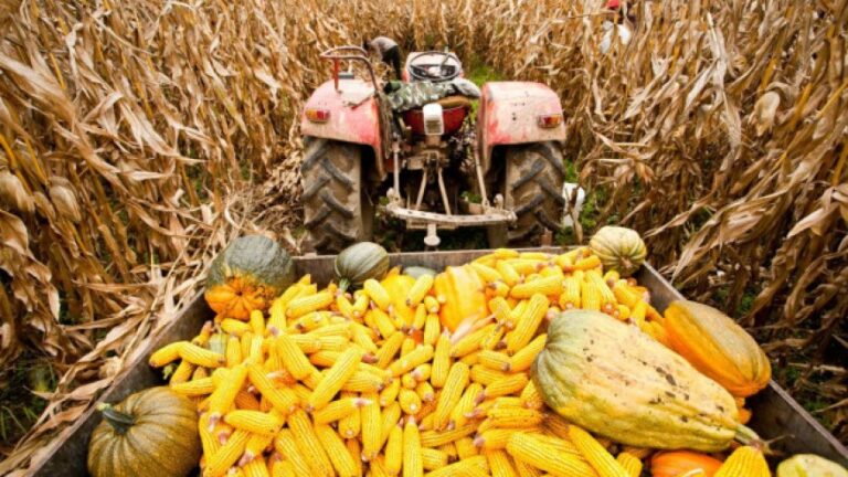 Kukuruz u BiH podbacio i do 70 posto