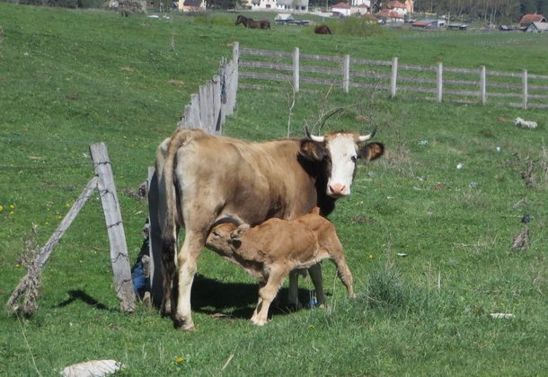 Teletina luksuz: Kilogram i do 40 KM, sela prazna – krava sve manje
