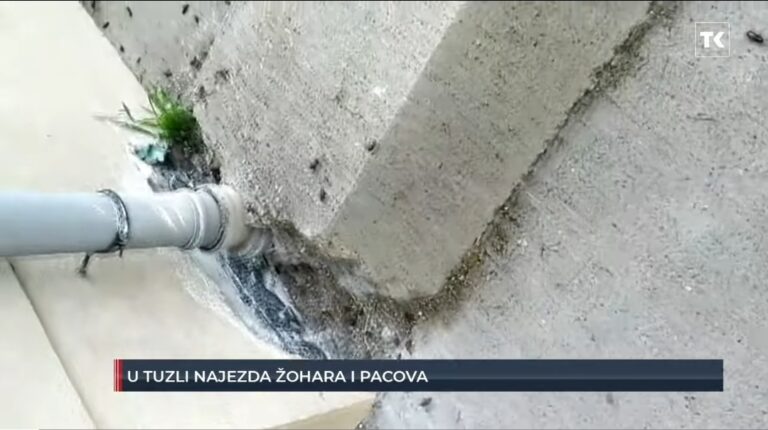 Građani se žale na najezdu žohara i pacova u Tuzli