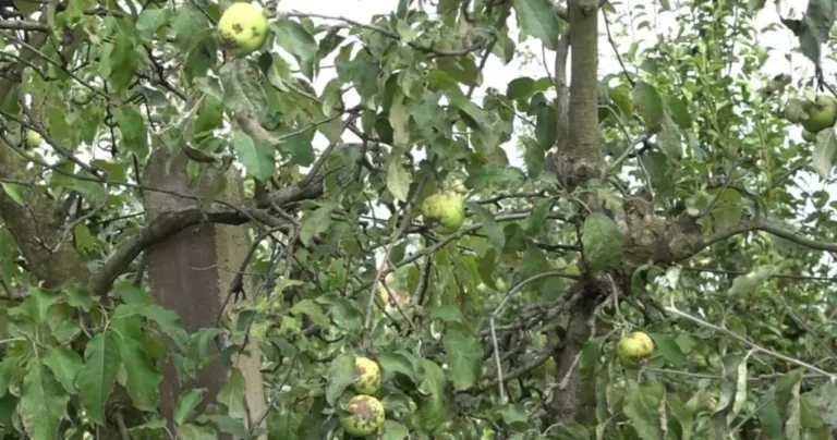 U jednom dijelu BiH katastrofalan prinos voća, berbe šljiva neće biti. Loše su i jabuke i kruške