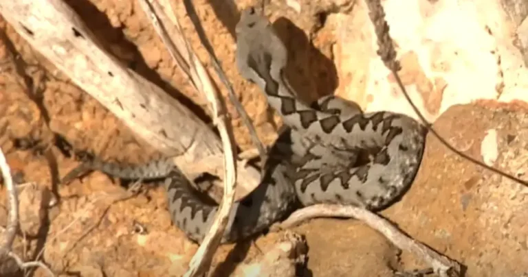 Poskok na moru ugrizao dvije osobe. Dječaka kod plaže (7) ugrizao čak tri puta