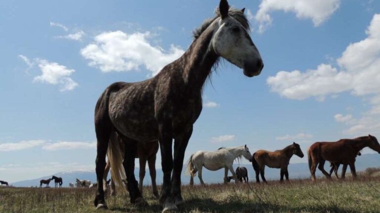 Grad Livno traži ko će se brinuti o divljim konjima