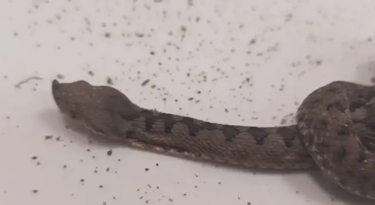 Djevojčicu ugrizao poskok, zamalo izgubila nogu