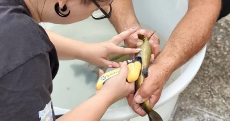 Mostarci prvi u BiH čipirali autohtonu pastrmku