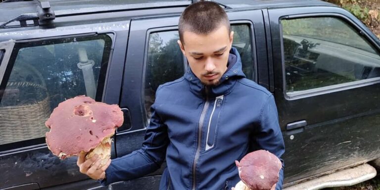 Sezona vrganja: Jesenski plodovi šume privlače brojne berače, mogućnost dodatne zarade