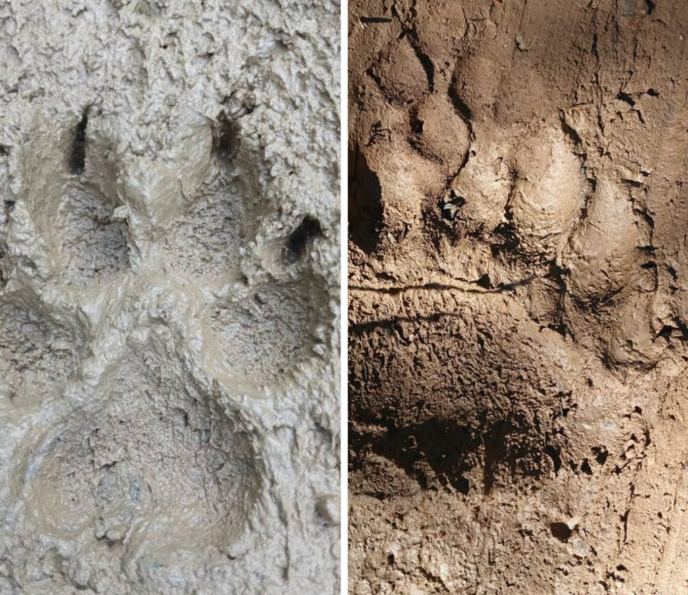 Lovci kod Zenice upozoravaju: Uočeni tragovi vuka i medvjeda!