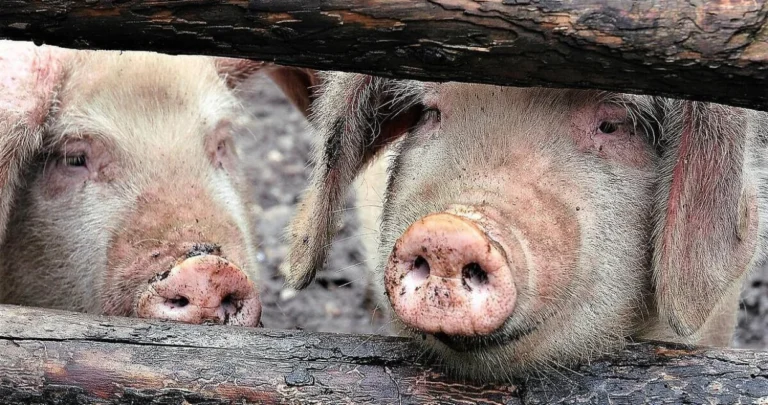 Afrička svinjska kuga zabilježena u par mjesta u RS: Postoji li opasnost?
