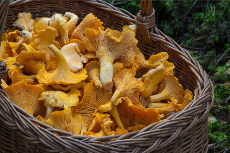 Cijene gljiva lete i do 25 KM: Hercegovina i srednja Bosna nose sezonu, otkupljivači muku muče s beračima