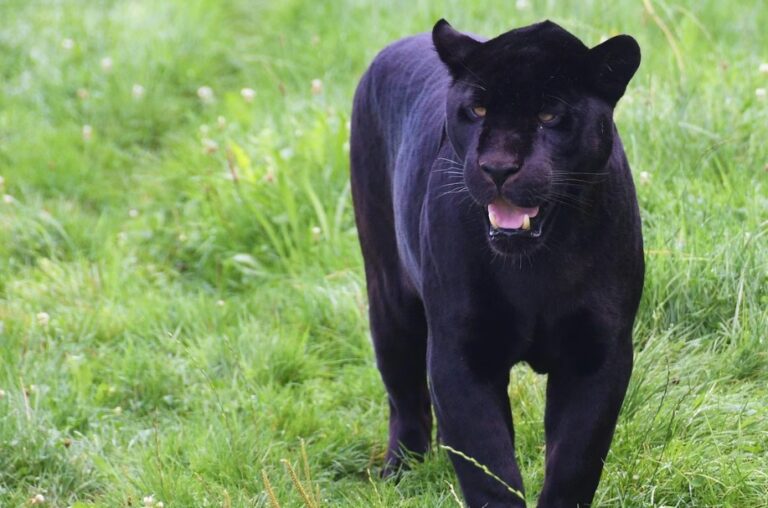Crni panter na granici sa Srbijom: Lovac potvrdio nagađanja
