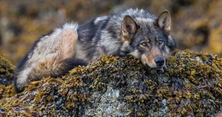 Djevojčica napadnuta na plaži: “Vuk je raširio čeljust pokušavajući zgrabiti dijete”