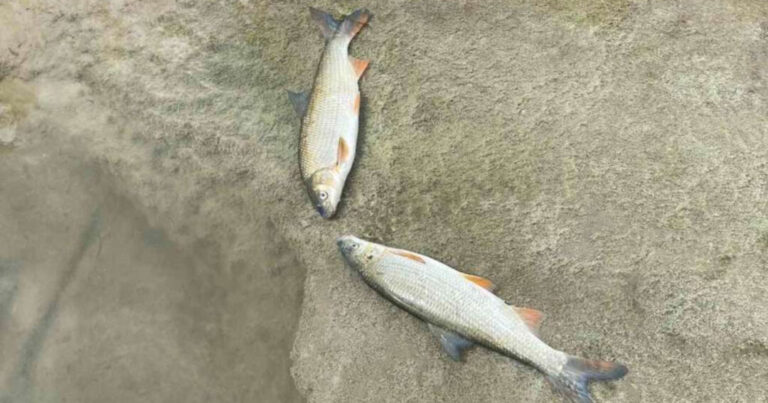 Ekološka katastrofa: Gorivo iz cisterne izazvalo masovan pomor ribe