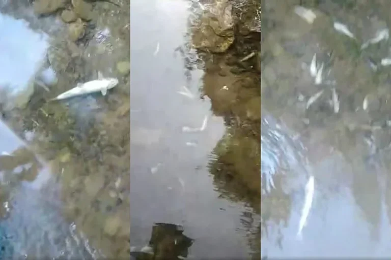 Ekološka katastrofa na Neretvi: Masovni pomor ribe ispod hidroelektrane Ulog