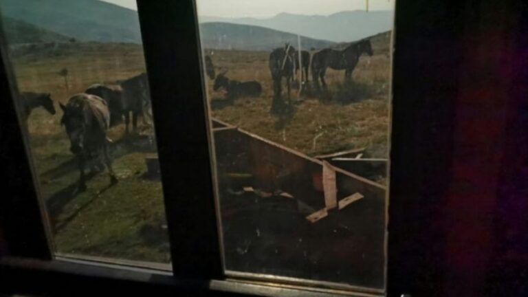 Haos u planinskom skloništu: Poludivlje životinje napadale tokom cijele noći