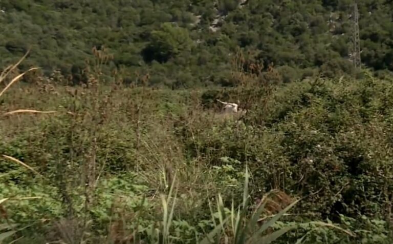 Alarmantna situacija: U dolini Neretve pronađeno desetak uginulih krava