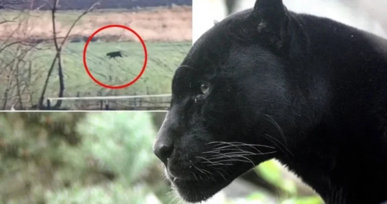 Malo je “zalutao”: Crni panter viđen na granici sa Srbijom