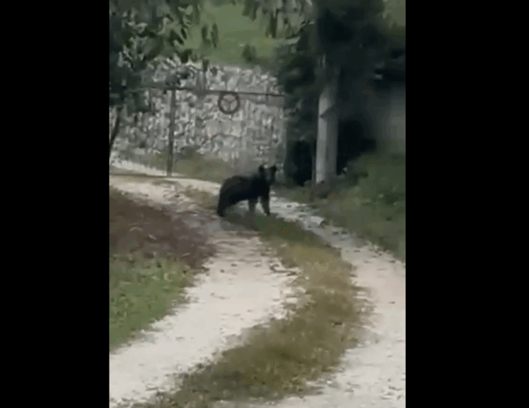 Medvjed večeras snimljen u Borovima–Svrake: Pojavljuje se uz kuće, mještani upozoreni