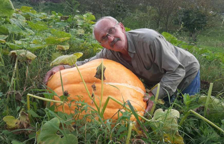 Na imanju kod Foče rodile džinovske bundeve od 70 kilograma