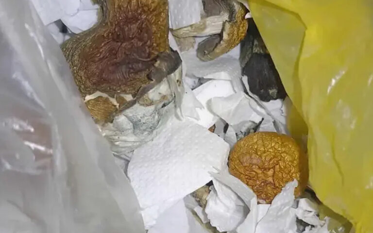 Policija pronašla halucinogene gljive, uhapšene dvije osobe