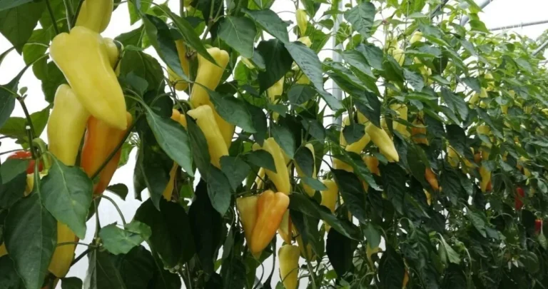 Priča iz bh. komšiluka: Baka mu dala ideju za biznis, kilogram ide i do 25.000 dolara