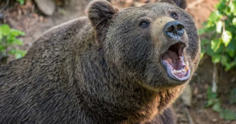 Stravično: Medvjedica rastrgala i pojela ženu, spasioci pronašli samo čizme