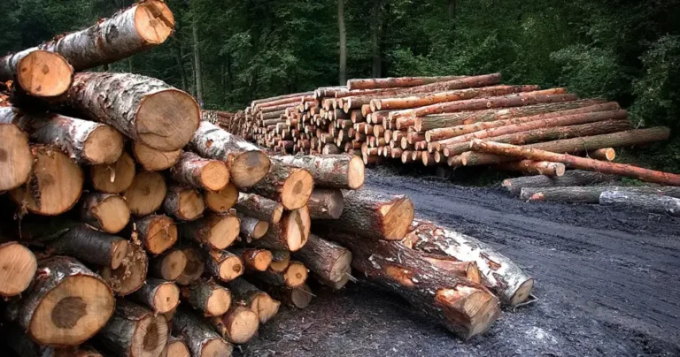 U FBiH porasla prodaja šumskih sortimenata