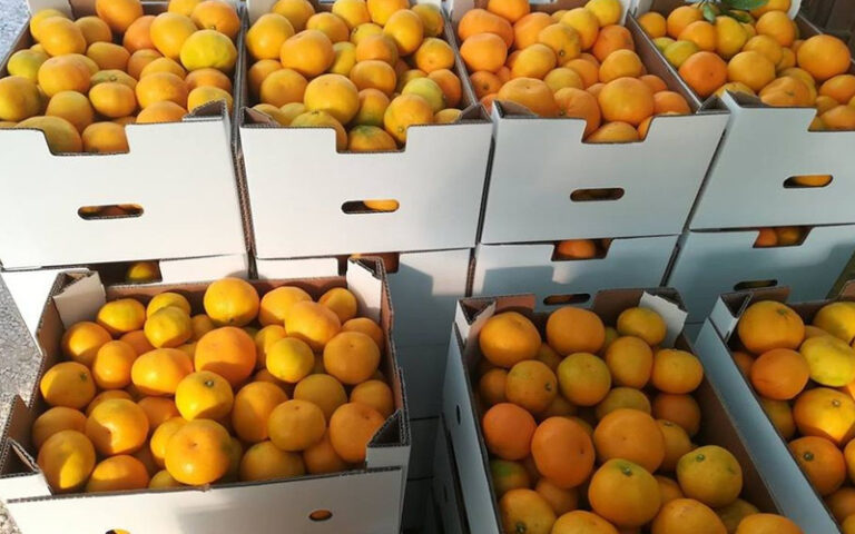 Žuta Neretva, malo ruku, a dnevnica 120 KM: Ko će brati mandarine?