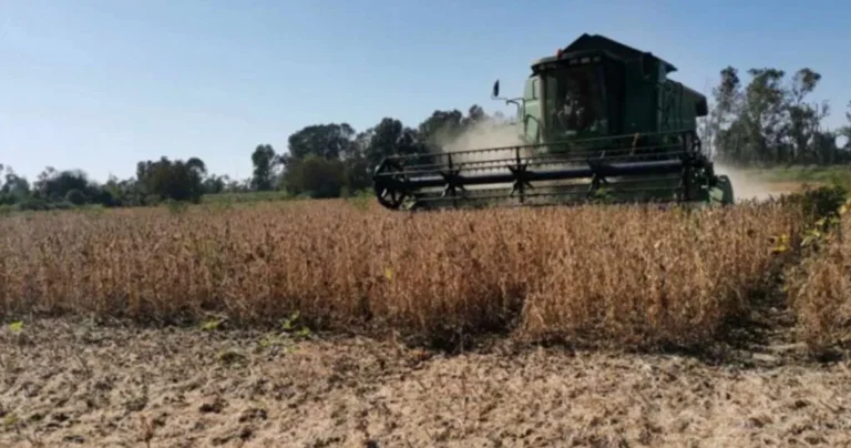 Teška jesen pred ratarima: “Niko nije mogao pretpostaviti da će juni proći bez ijedne litre padavina”