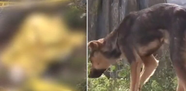 Trogodišnjeg dječaka rastrgli psi lutalice, otišao od kuće bez znanja roditelja