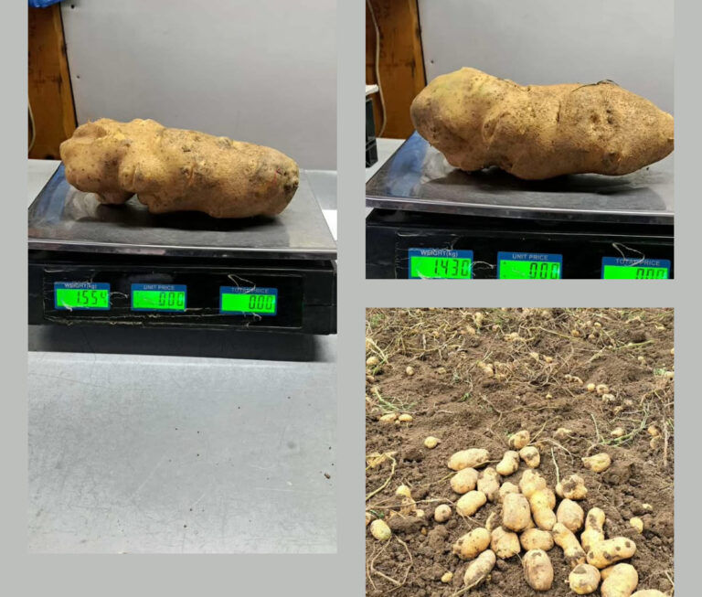 Zenički gigant: Krompir od 1,5 kilograma ubrao Sulejmen Turčinović na Vrdilu!