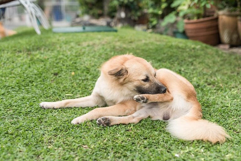 Alergije na hranu kod pasa: Kako prepoznati simptome i pomoći ljubimcu