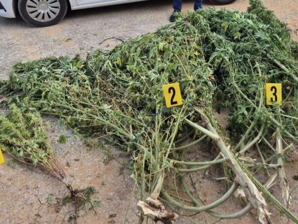 Dva muškarca iz Hercegovine sadili marihuanu u svom plasteniku