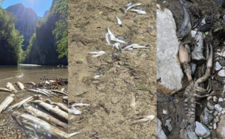 Evropski naučnici upozorili BiH: Rad HE Ulog ugrozio Neretvu i izazvao pomor ribe