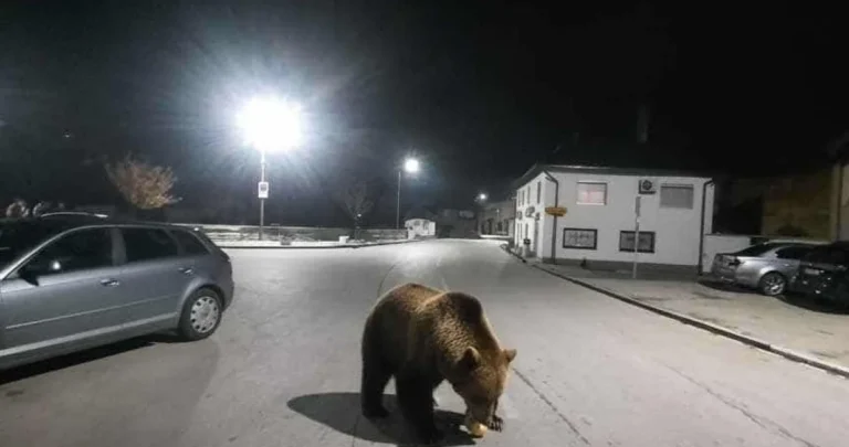 Ispravak teksta: Medvjed nije snimljen u Busovači, riječ je o AI fotografiji