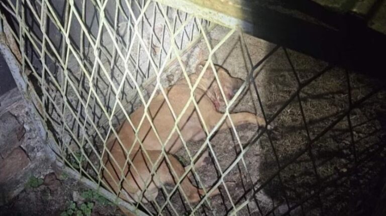 Hiljade maraka obrtali na krvavim borbama pasa