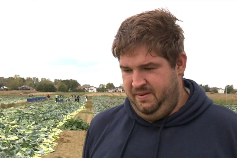 Hrvatu lopovi tokom noći ukrali pet tona paprika