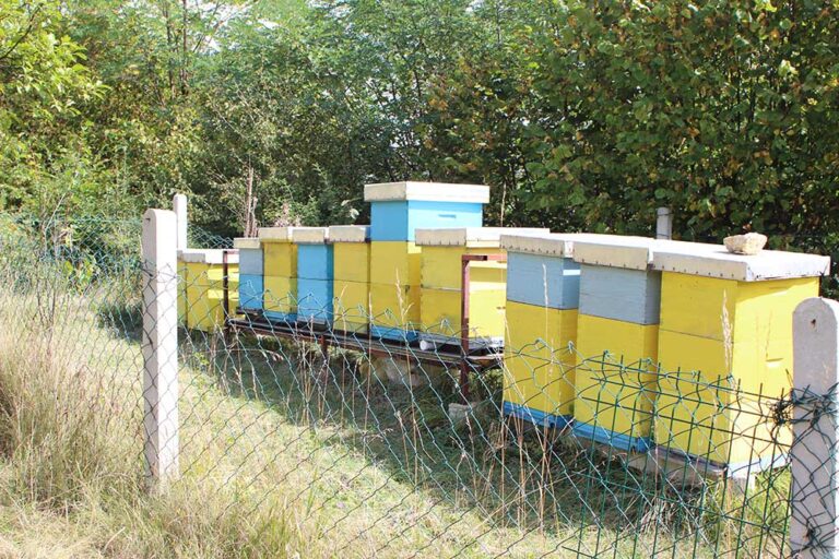 Koliko košta domaći med: Vlašić 25 KM, Romanija 30 KM — šta stoji iza razlike