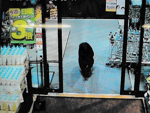 Medvjed ušao u japanski supermarket i povrijedio dvoje ljudi