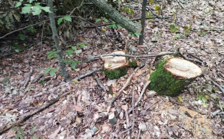 Policijska akcija: Uhapšen zbog sječe 110 stabala, oduzeto teretno vozilo