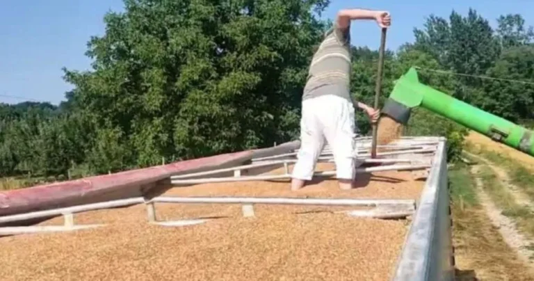 U FBiH proizvedeno 79.328 tona pšenice, godišnji pad 1,1 posto